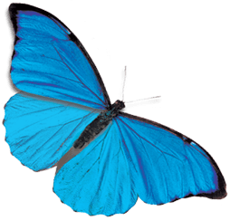 Blue Butterfly Png Image Transparent PNG Image