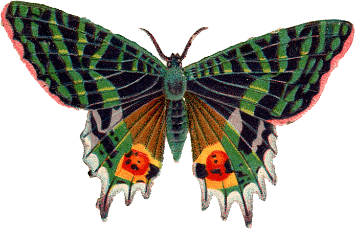 Butterfly Png Image Transparent PNG Image