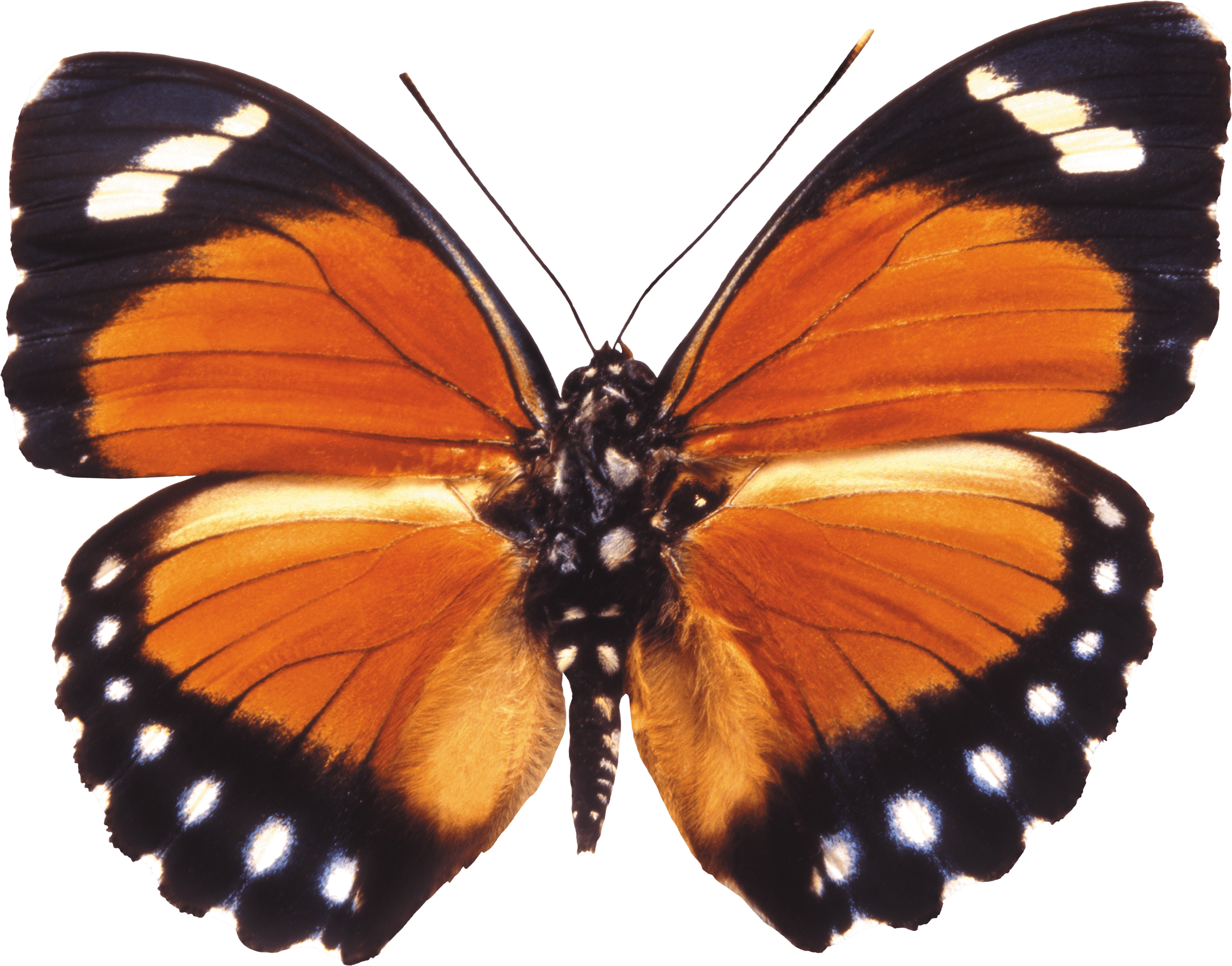 Butterfly Png Image Transparent PNG Image