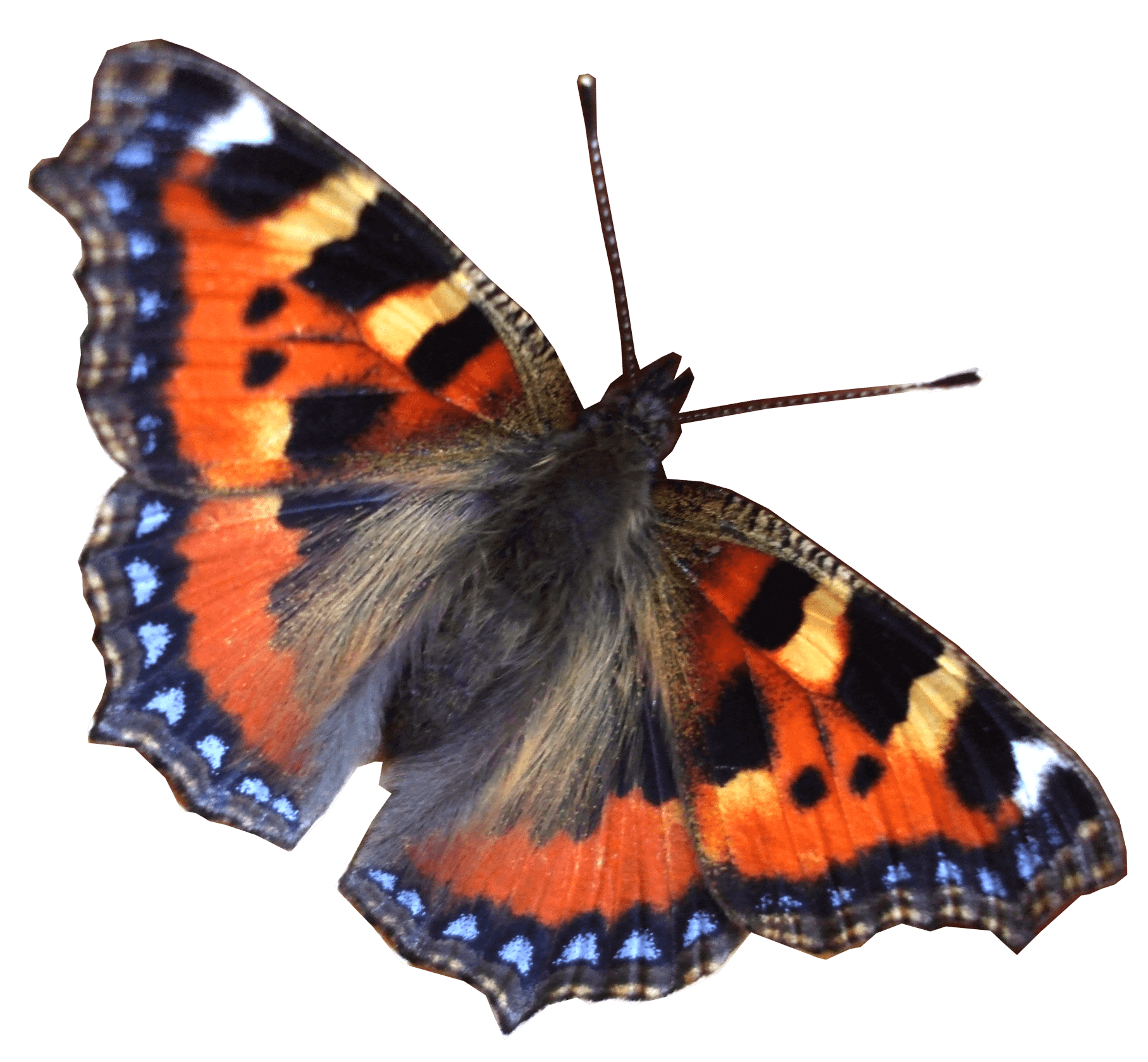 Butterfly Png Image Transparent PNG Image