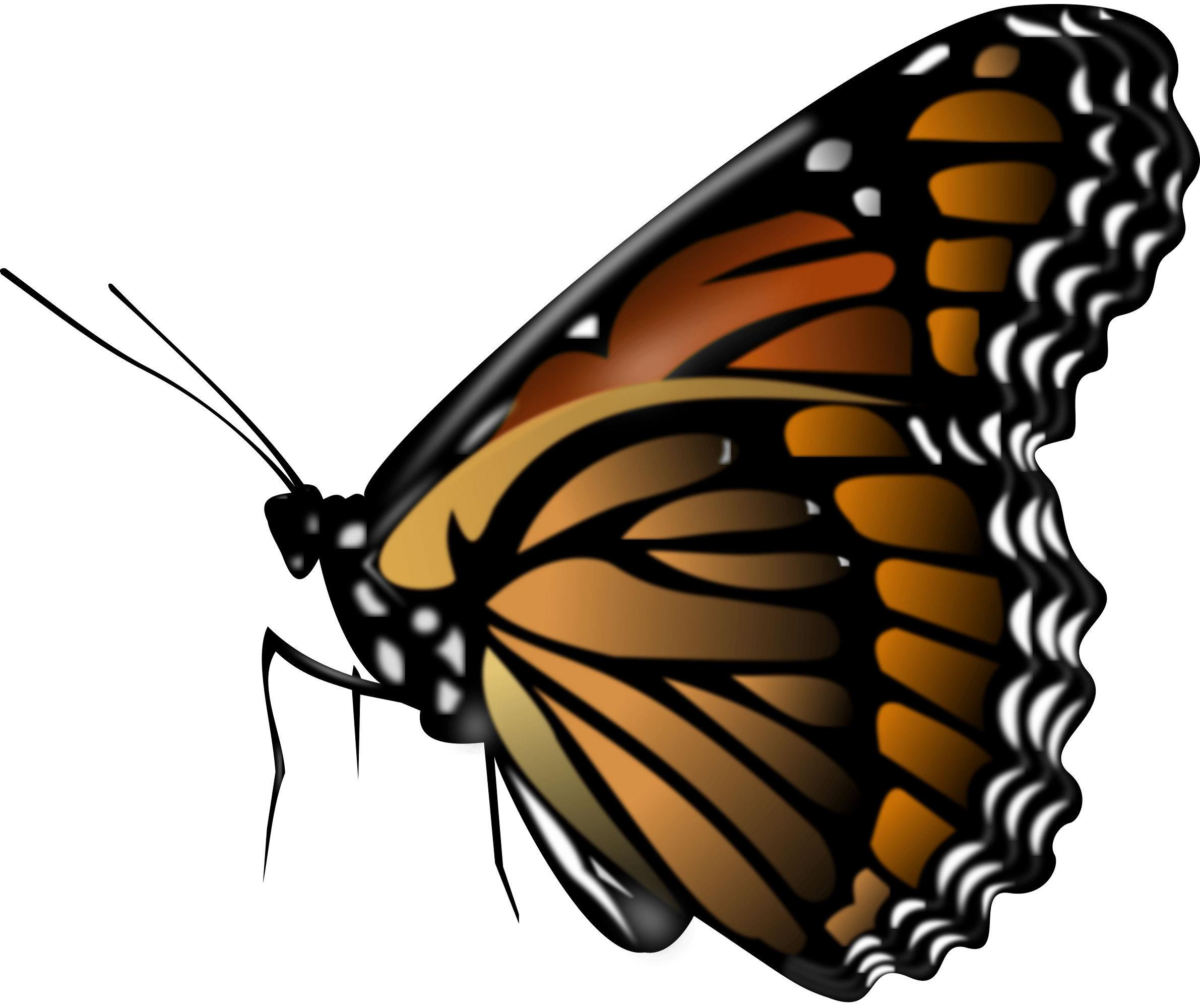 Butterfly Png Image Transparent PNG Image