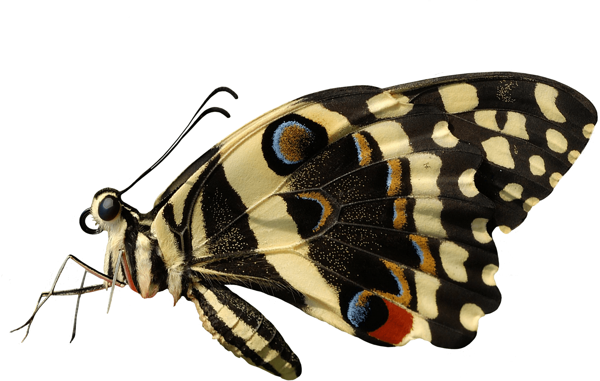 Butterfly Png Image Transparent PNG Image