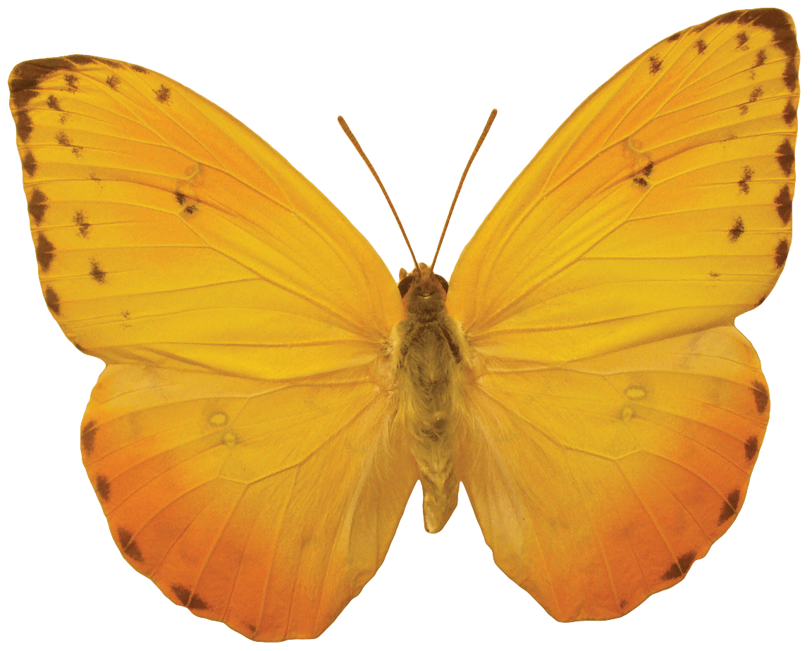 Orange Butterfly Png Image Butterflies Download Transparent PNG Image