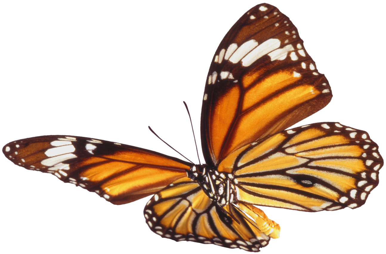 Butterfly Png 7 Transparent PNG Image