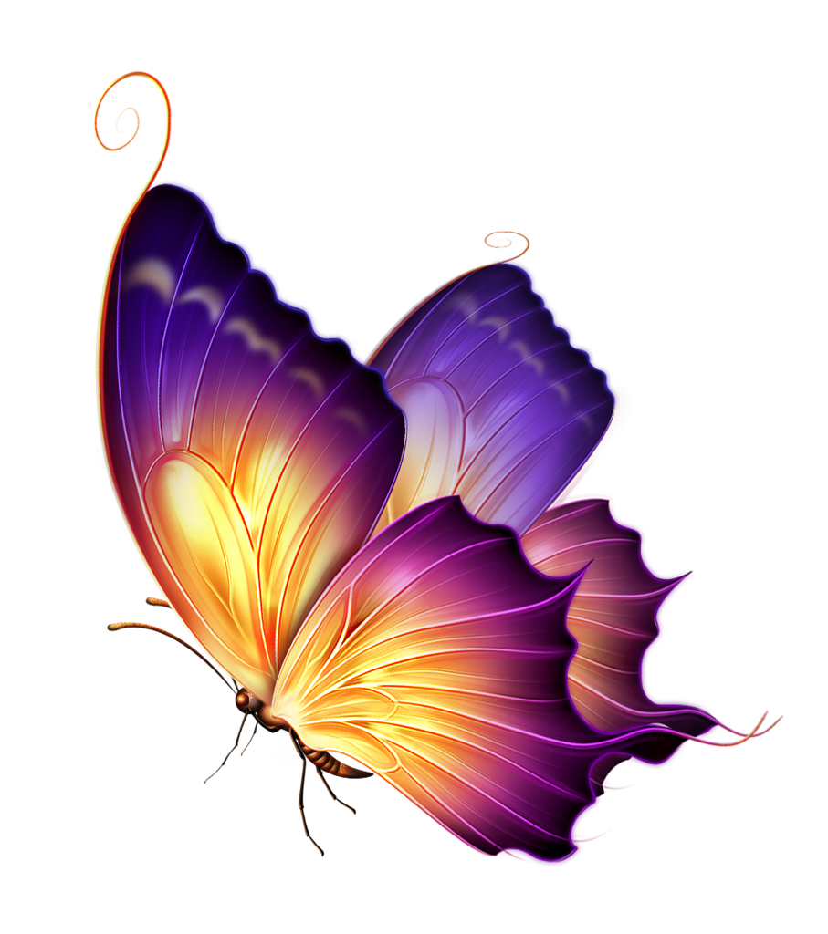 Butterfly Color Purple PNG Download Free Transparent PNG Image