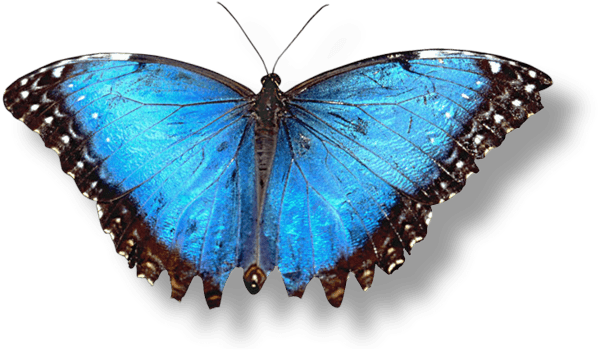 Butterfly Png Image Transparent PNG Image