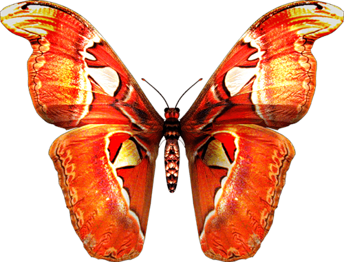 Butterfly Png Image Transparent PNG Image