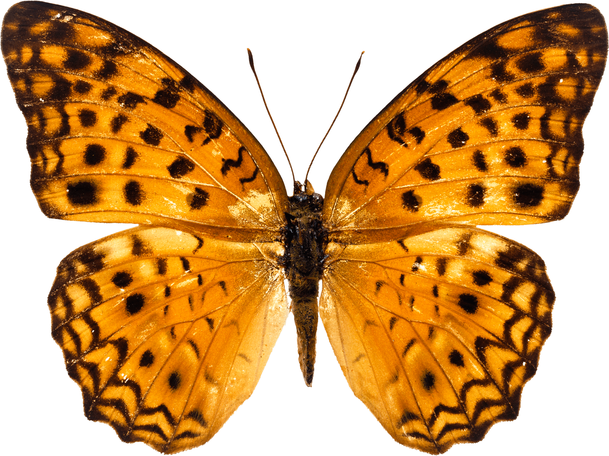 Orange Butterfly Png Image Butterflies Download Transparent PNG Image