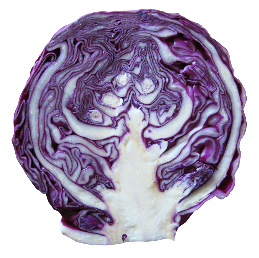 Purple Cabbage Half Free Transparent Image HD Transparent PNG Image