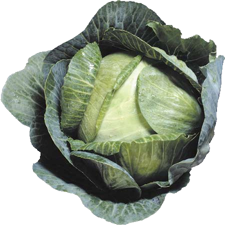 Cabbage Png Image Transparent PNG Image