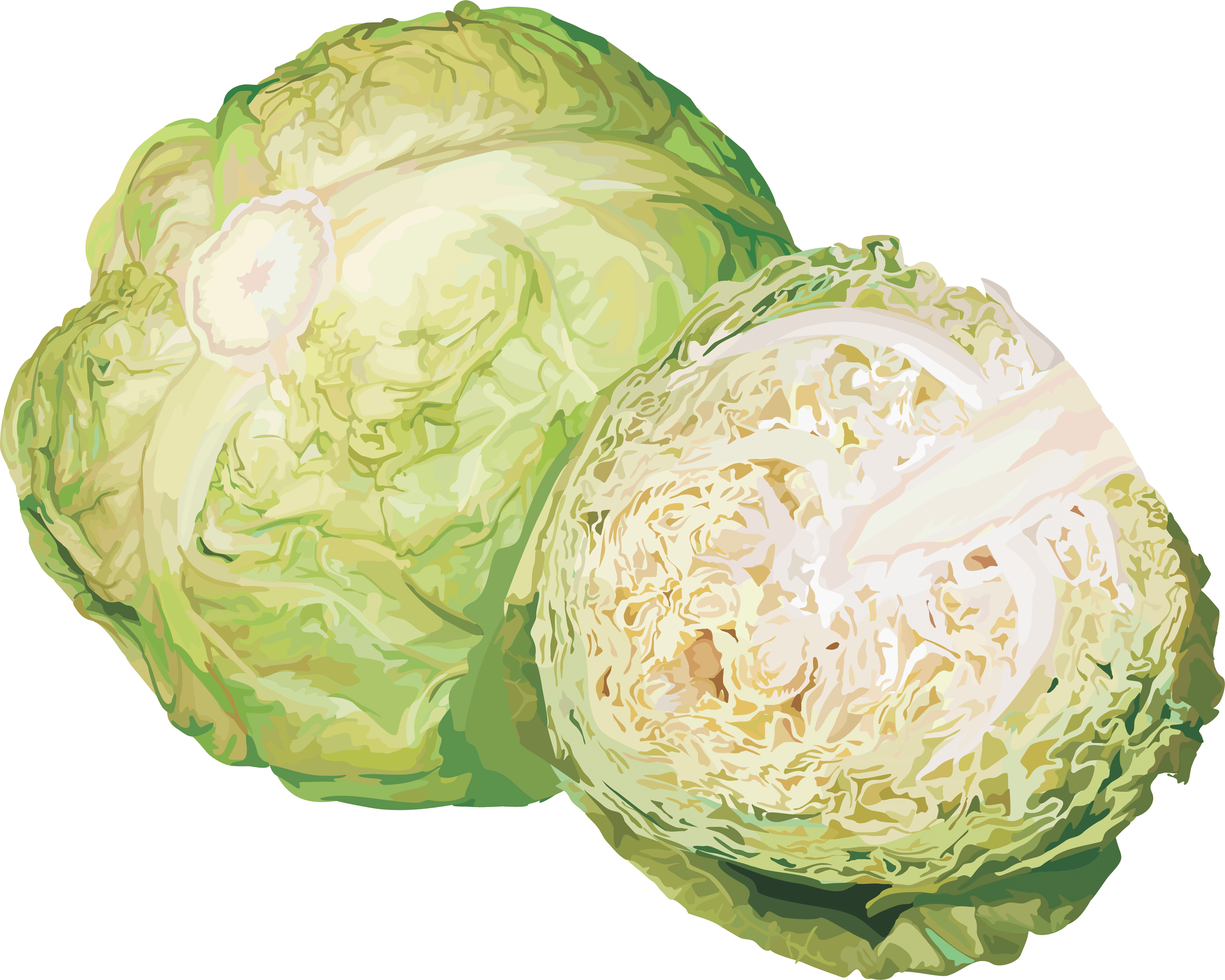 Cabbage Png Image Transparent PNG Image