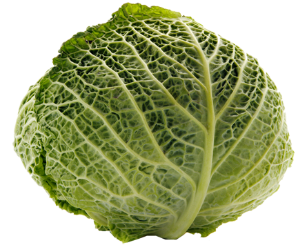 Cabbage Transparent Transparent PNG Image