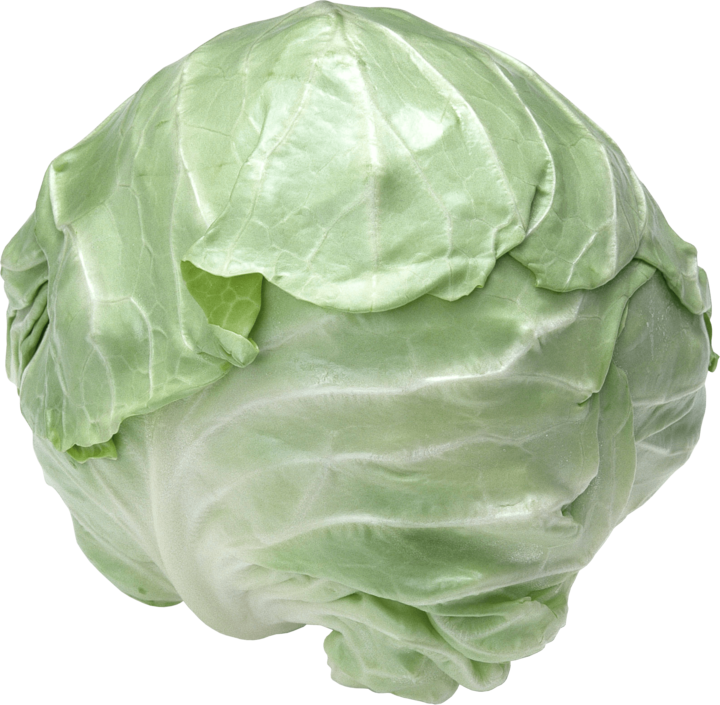 Cabbage Png Image Transparent PNG Image