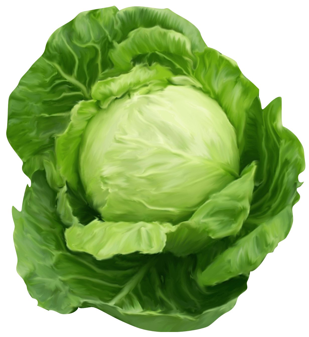 Cabbage Png Image Transparent PNG Image