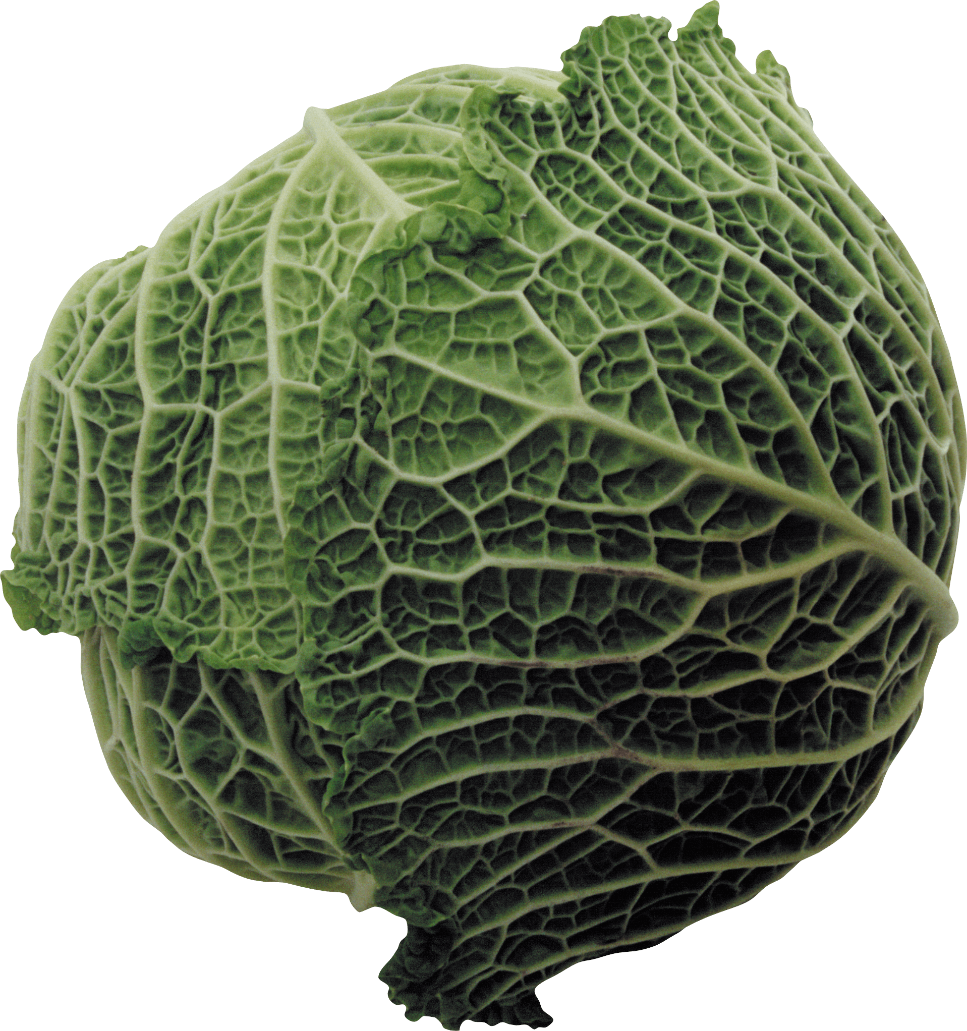 Cabbage Png Image Transparent PNG Image