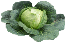 Cabbage Free Download Png Transparent PNG Image