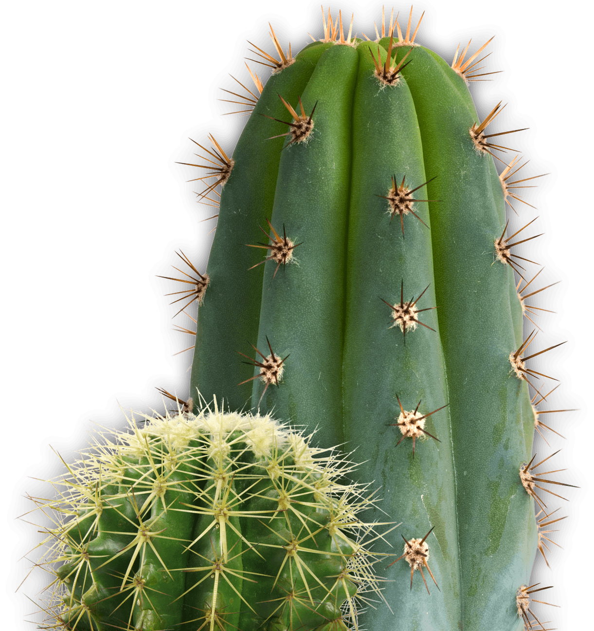 Cactus Png Image Transparent PNG Image