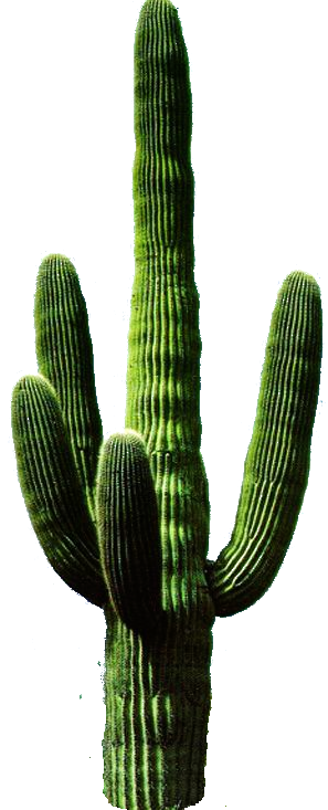 Cactus Png 11 Transparent PNG Image