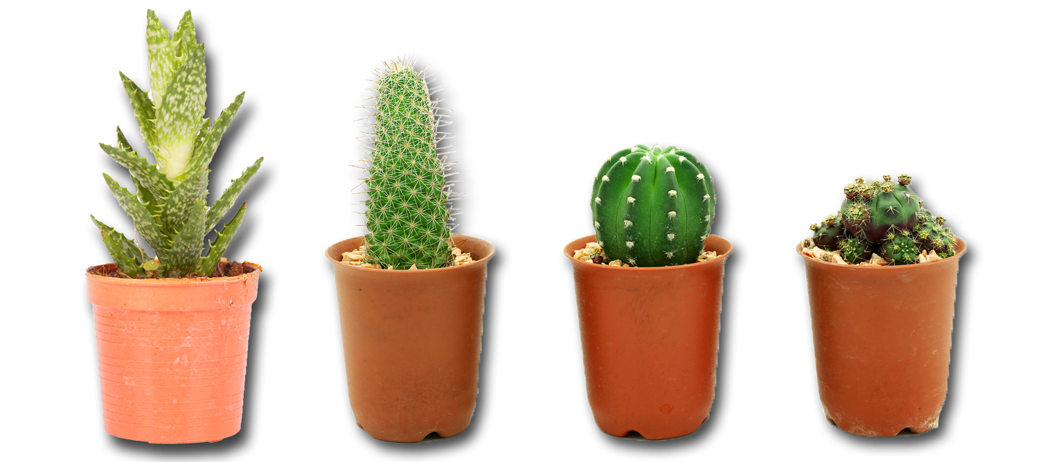 Vector Photos Plant Cactus Free HQ Image Transparent PNG Image