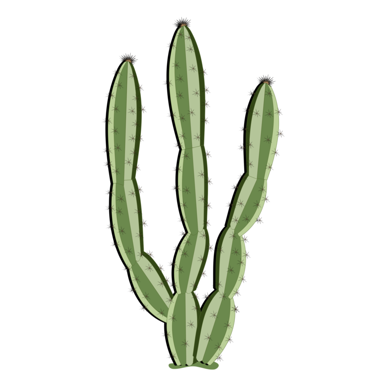 Vector Plant Cactus Free Download PNG HQ Transparent PNG Image