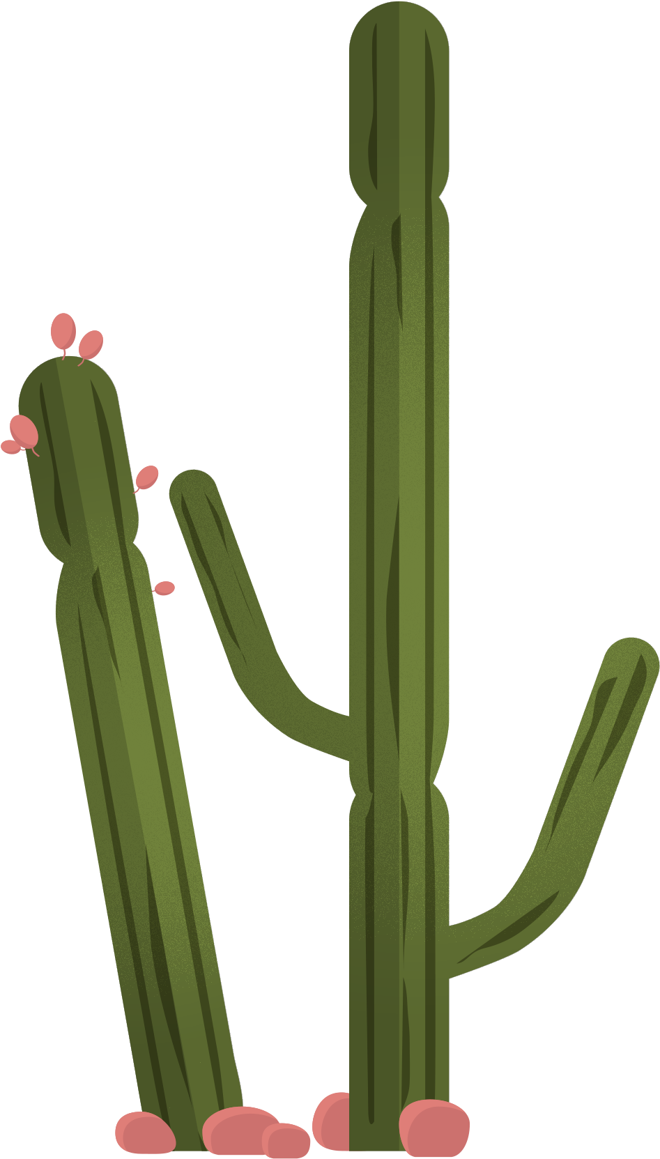 Vector Plant Cactus Green PNG Image High Quality Transparent PNG Image