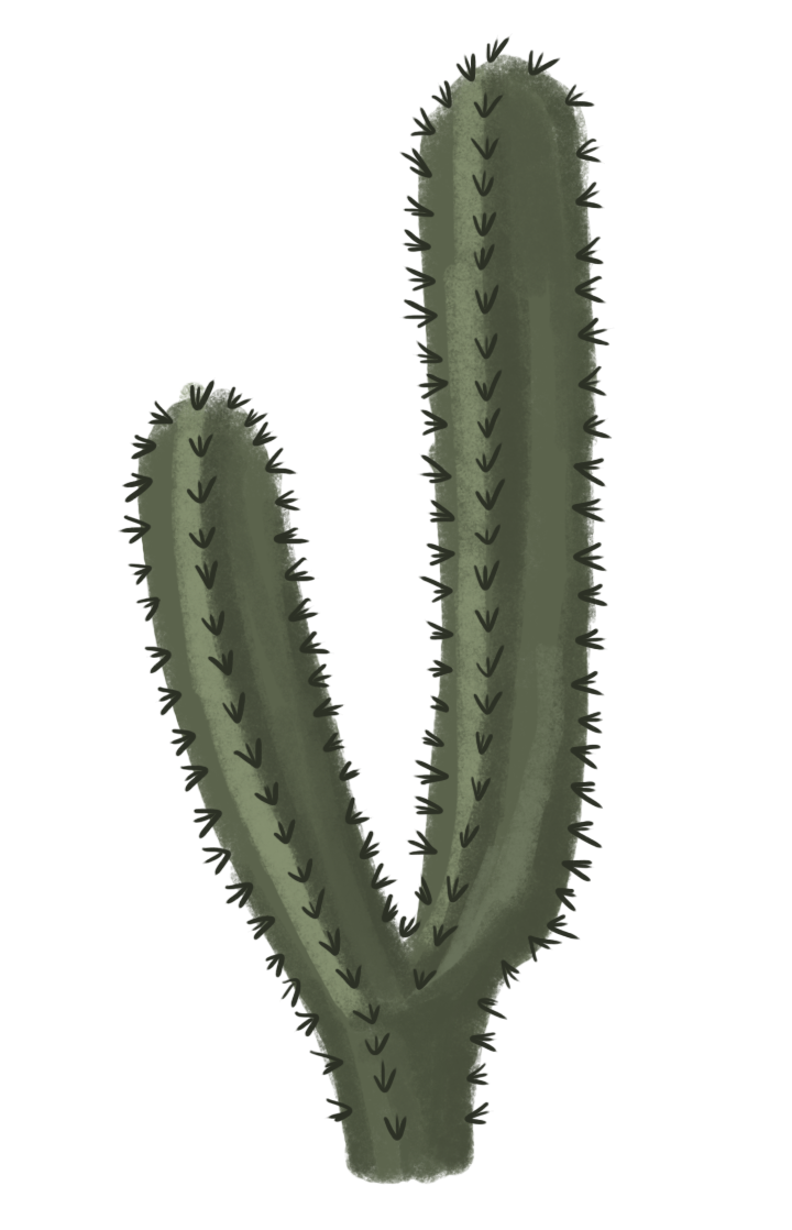 Vector Photos Plant Prickly Cactus Transparent PNG Image