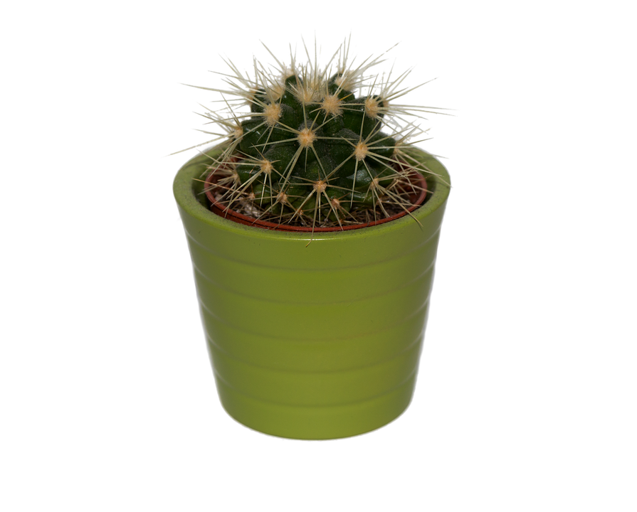 Cactus Prickle PNG Free Photo Transparent PNG Image