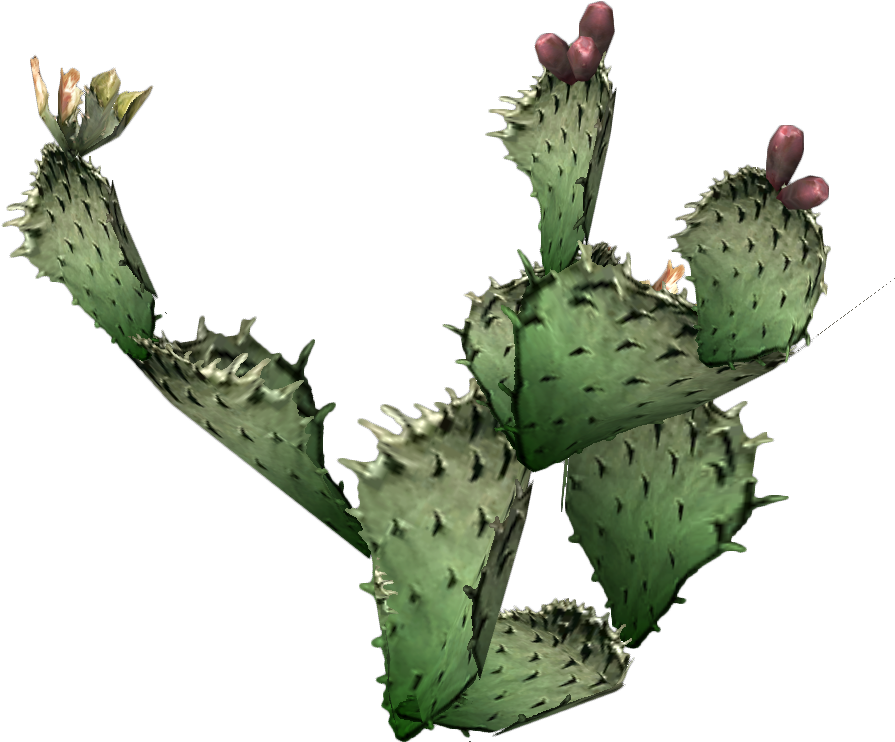 Photos Cactus Prickle PNG Image High Quality Transparent PNG Image