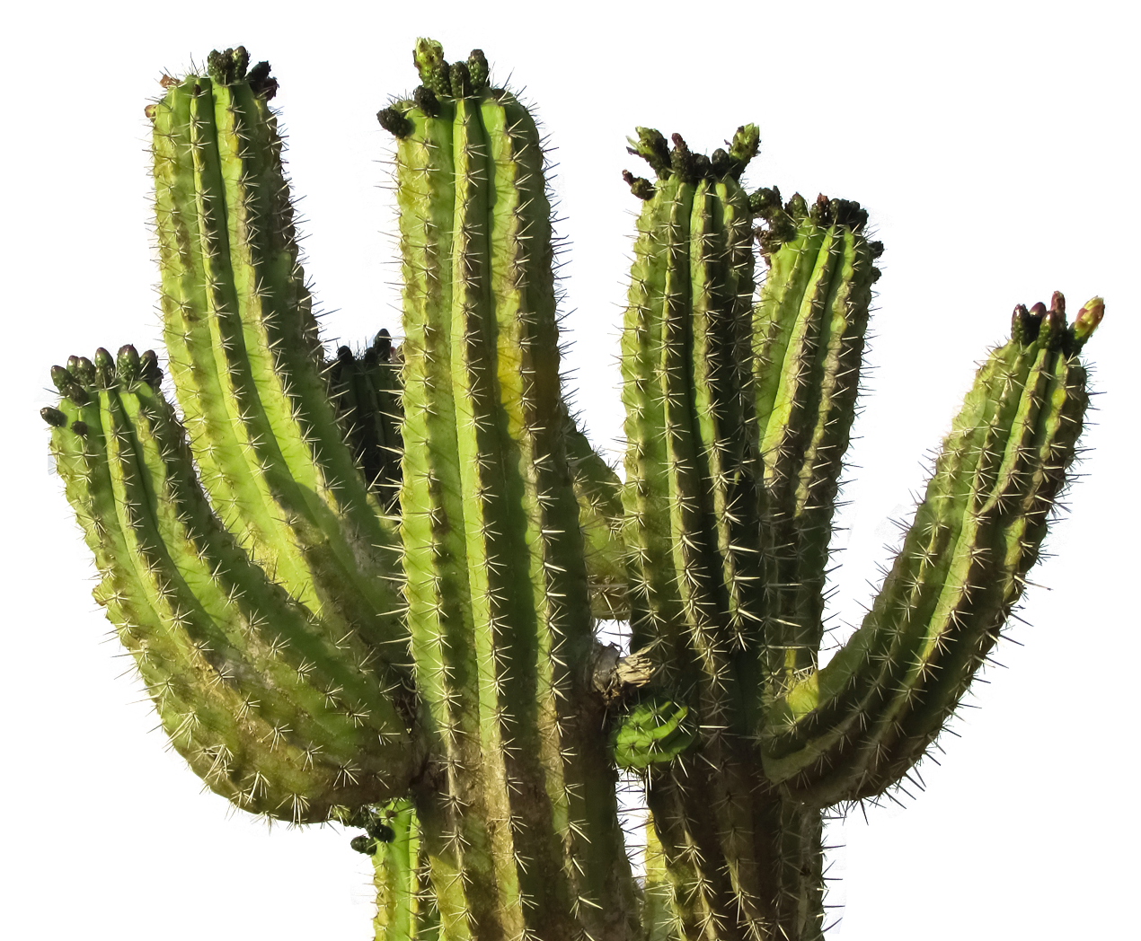 Cactus Prickle HD Image Free Transparent PNG Image