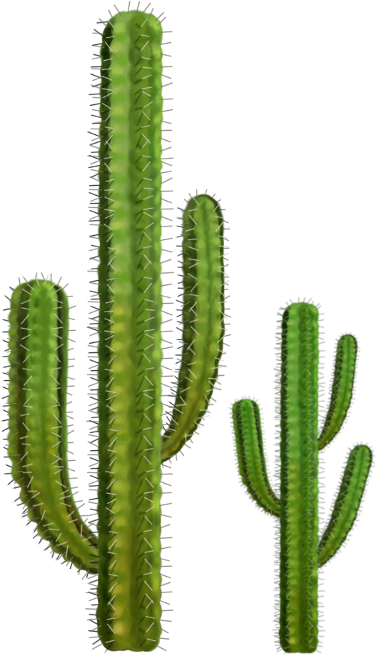 Cactus Png 5 Transparent PNG Image