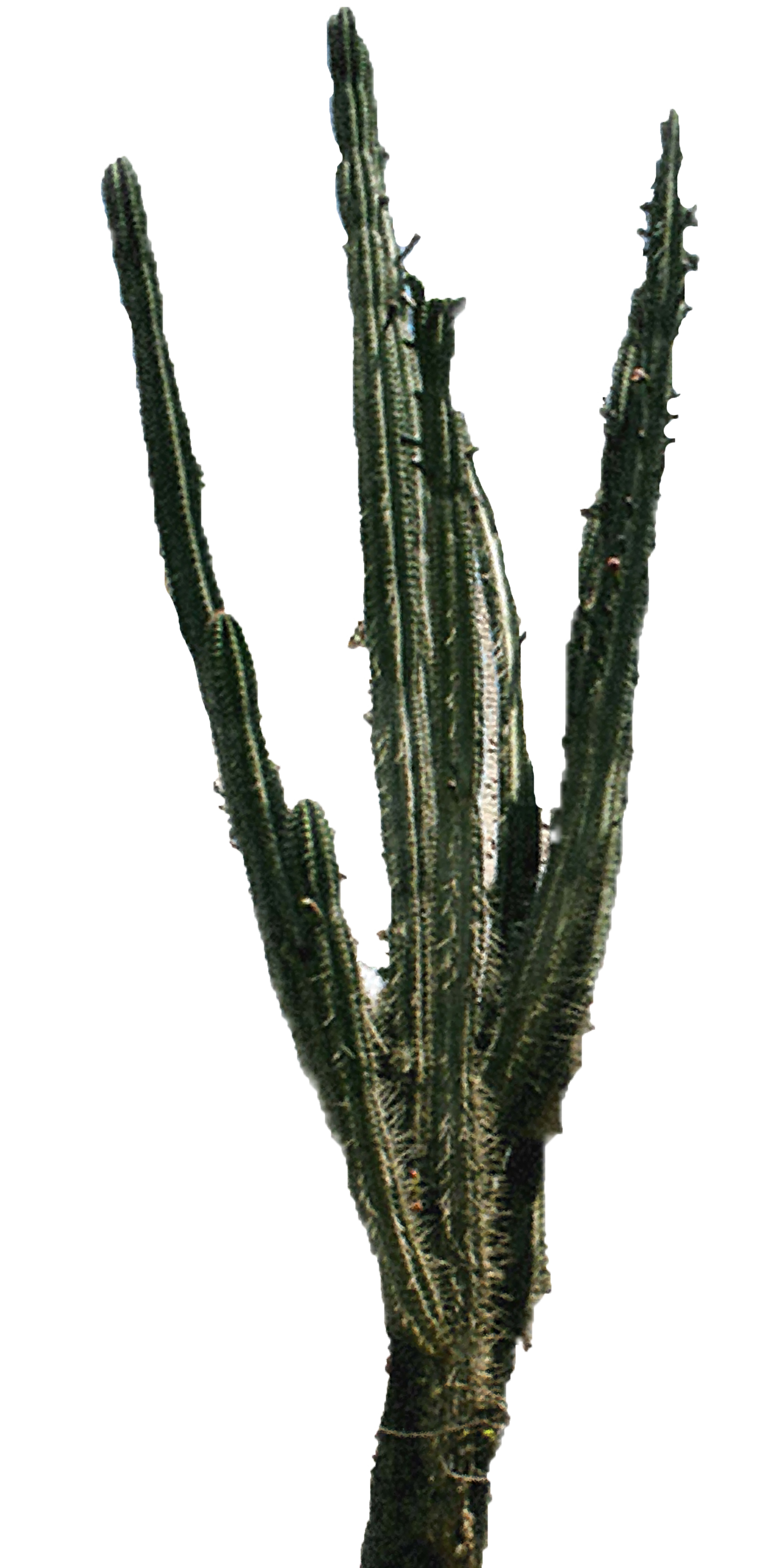 Cactus Png 2 Transparent PNG Image