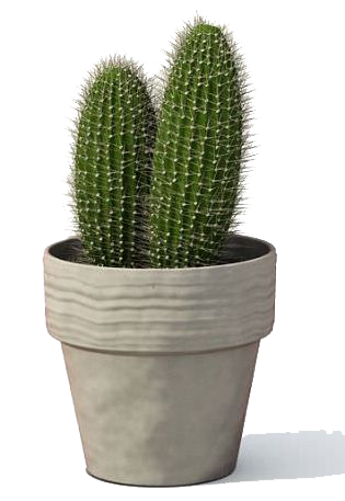 Cactus Plant Transparent Image Transparent PNG Image