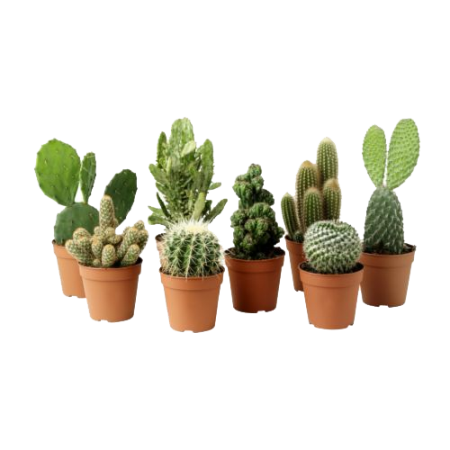 Cactus Plant Clipart Transparent PNG Image