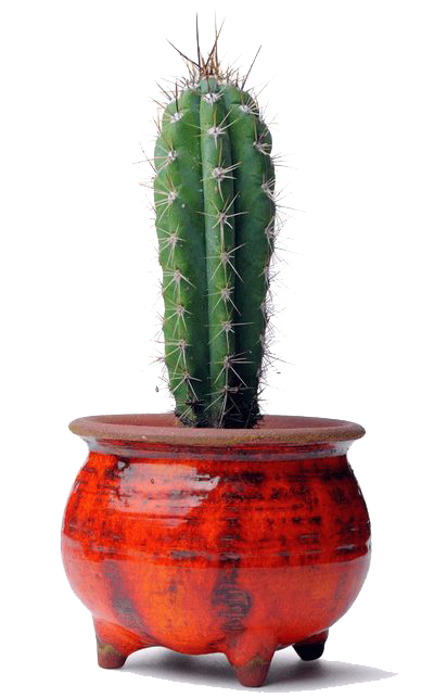 Cactus Plant File Transparent PNG Image