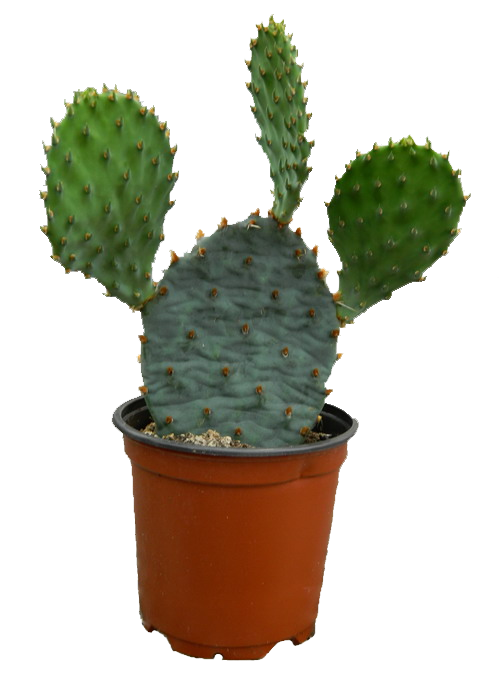 Cactus Plant Photos Transparent PNG Image