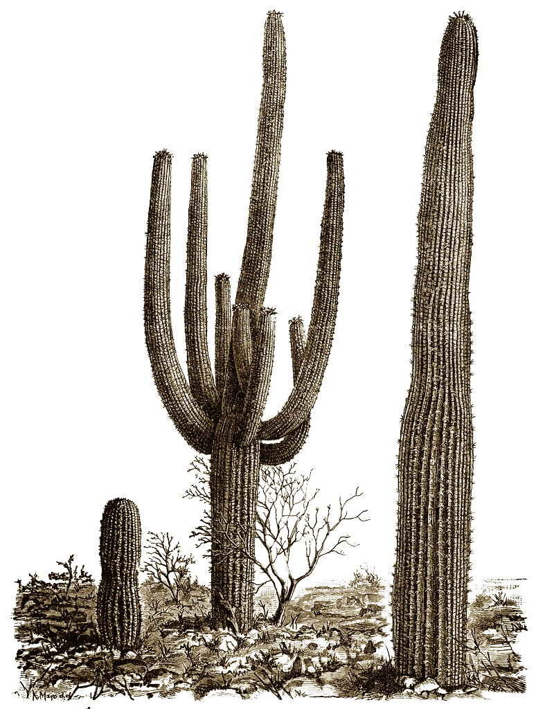 Cactus Photos Transparent PNG Image