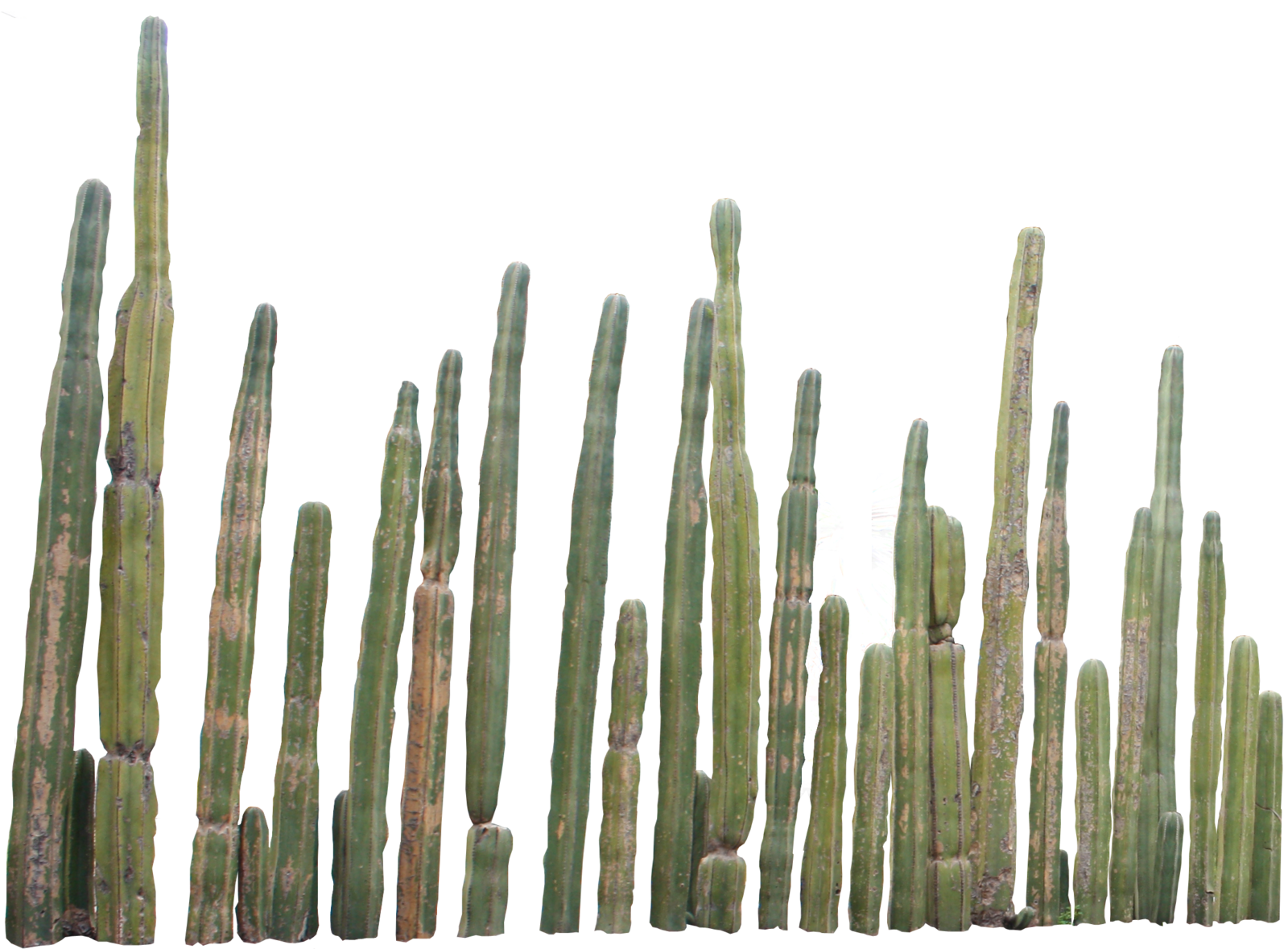 Cactus Png 3 Transparent PNG Image