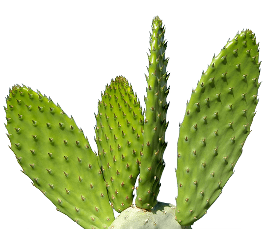 Cactus Png Image Transparent PNG Image