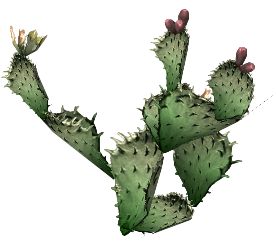 Cactus Png 9 Transparent PNG Image