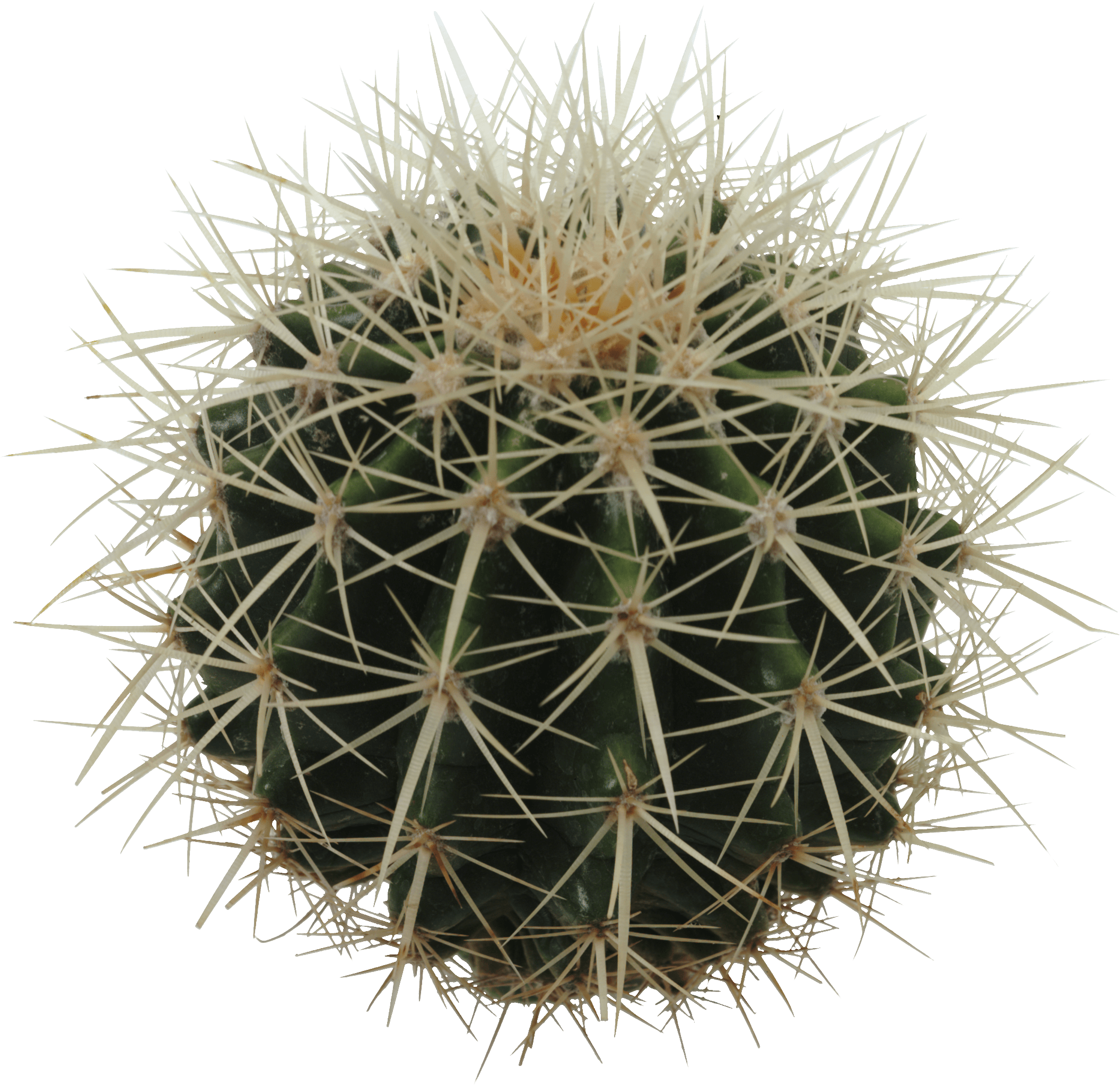 Cactus Png Image Transparent PNG Image