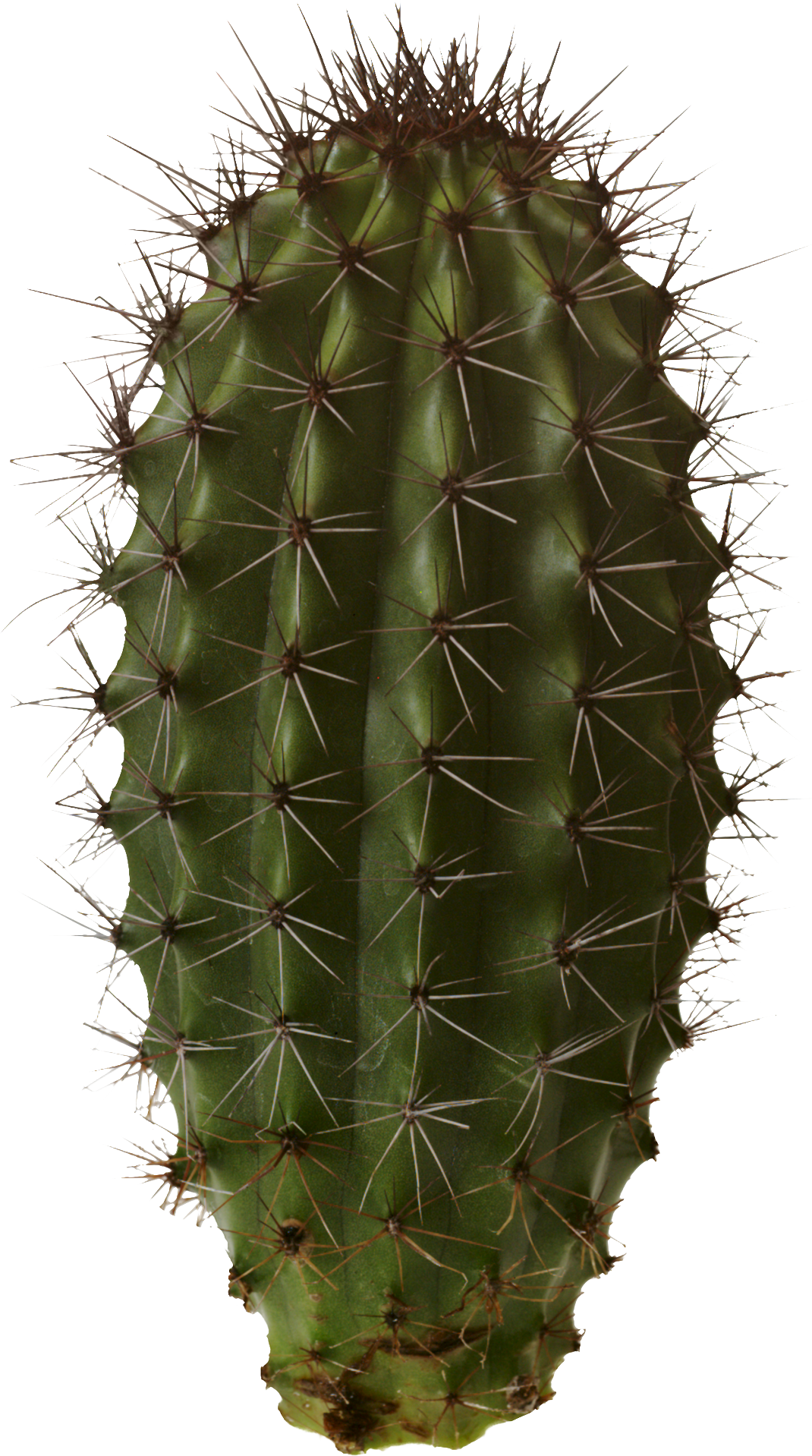 Cactus Png 7 Transparent PNG Image