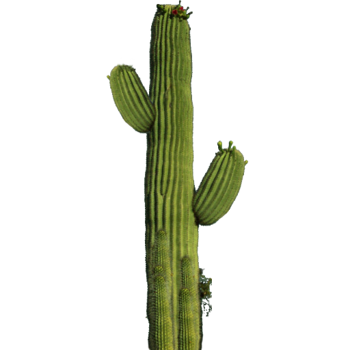 Cactus Png 10 Transparent PNG Image