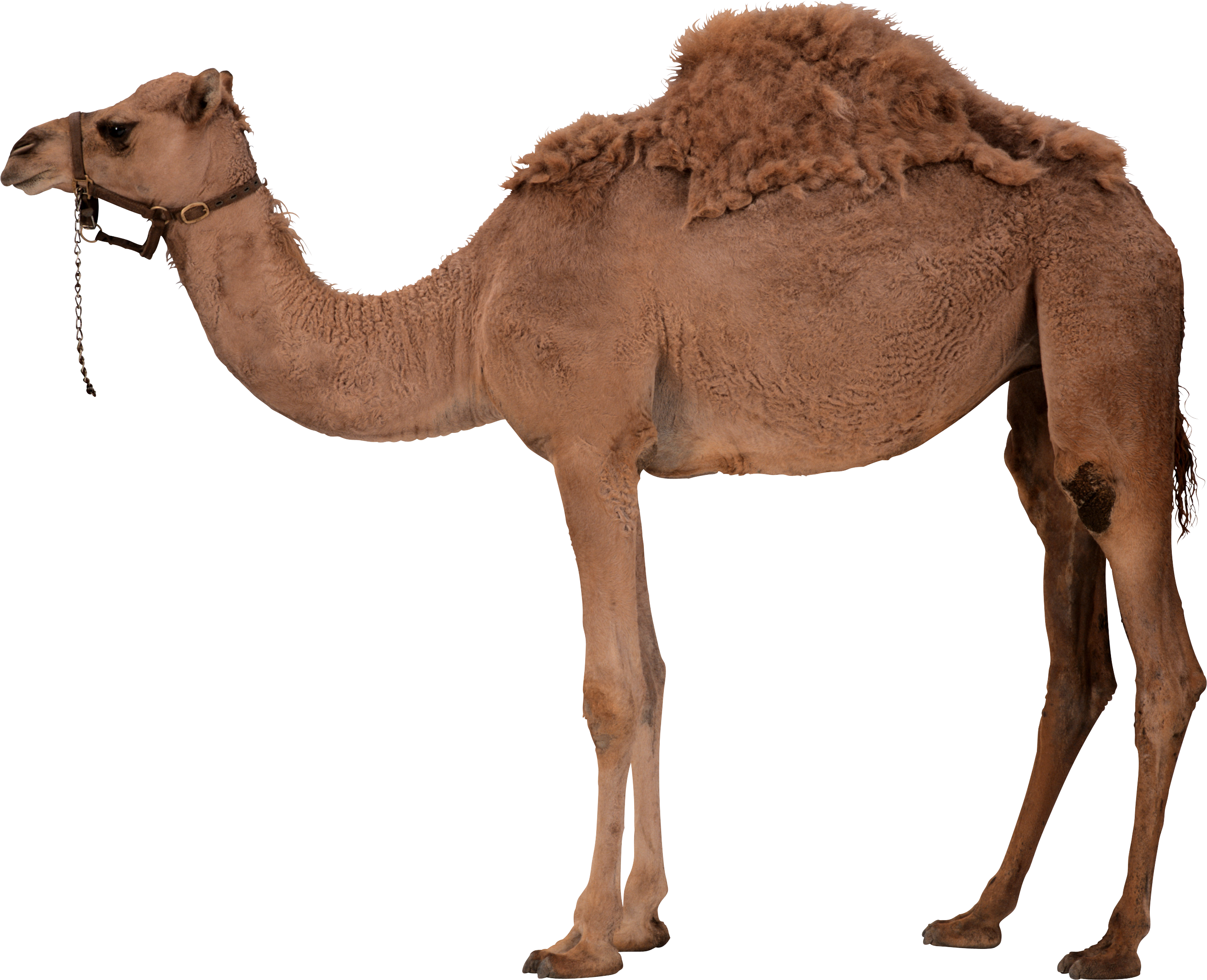 Camel Png 7 Transparent PNG Image