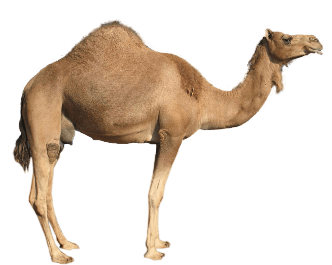 Camel Png Image Transparent PNG Image