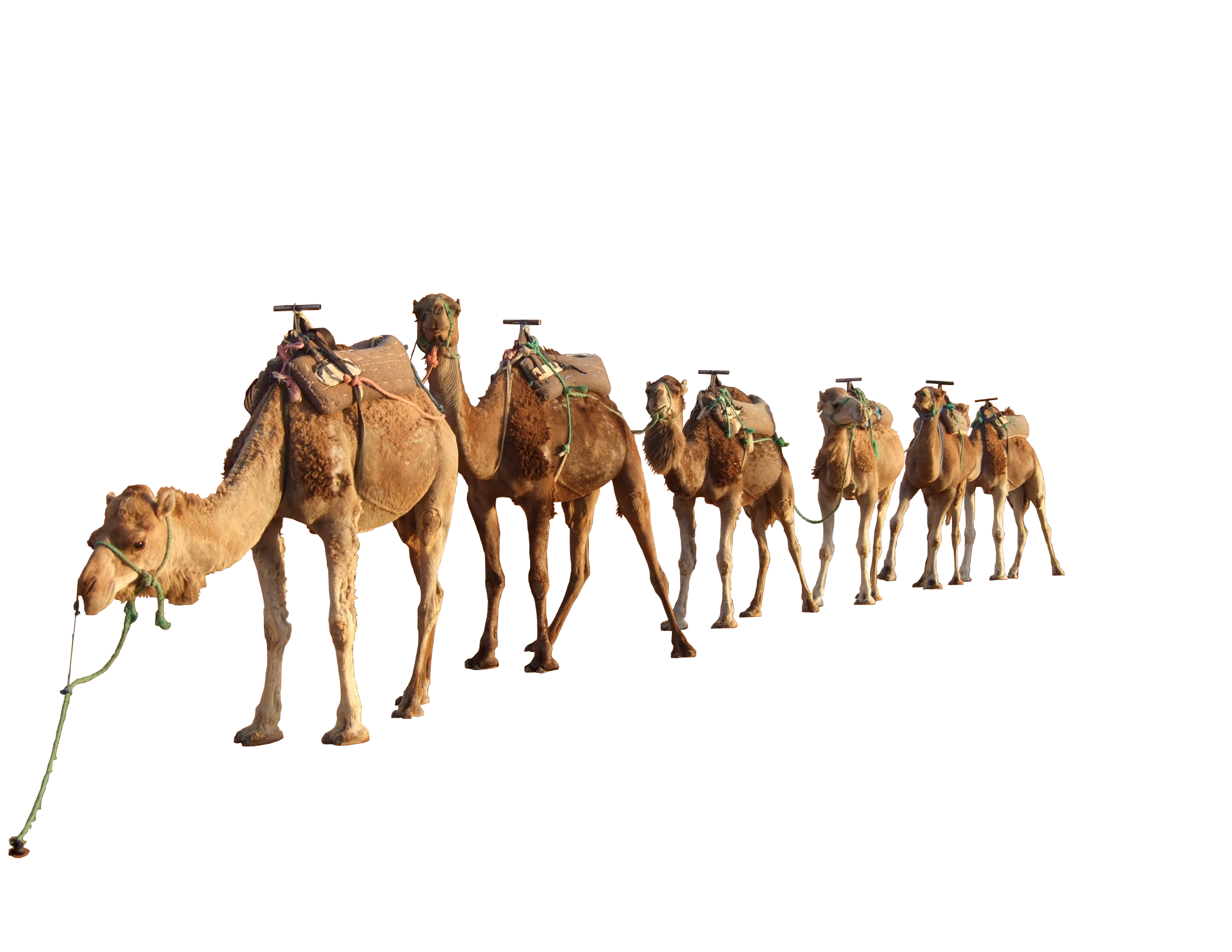 Camel Png 4 Transparent PNG Image