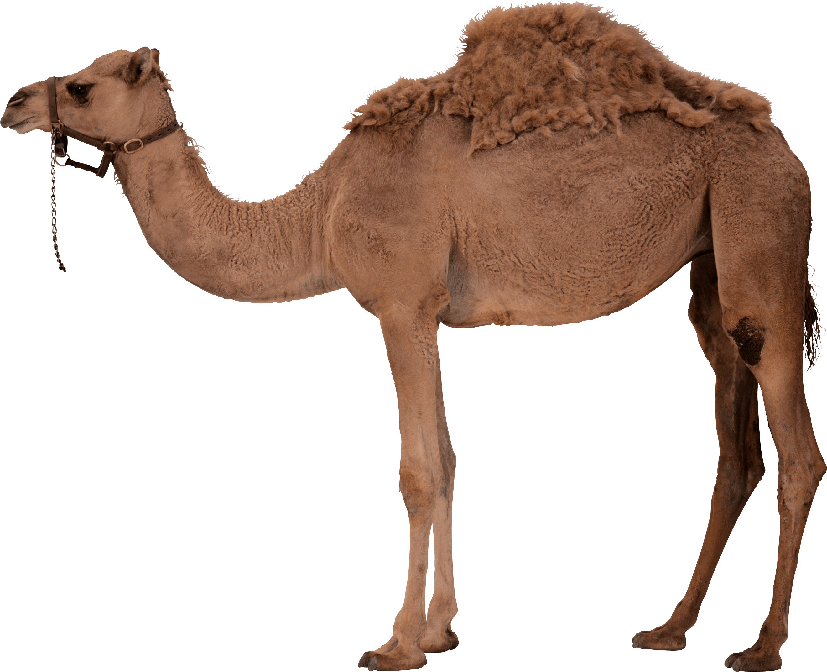 Camel Png Image Transparent PNG Image