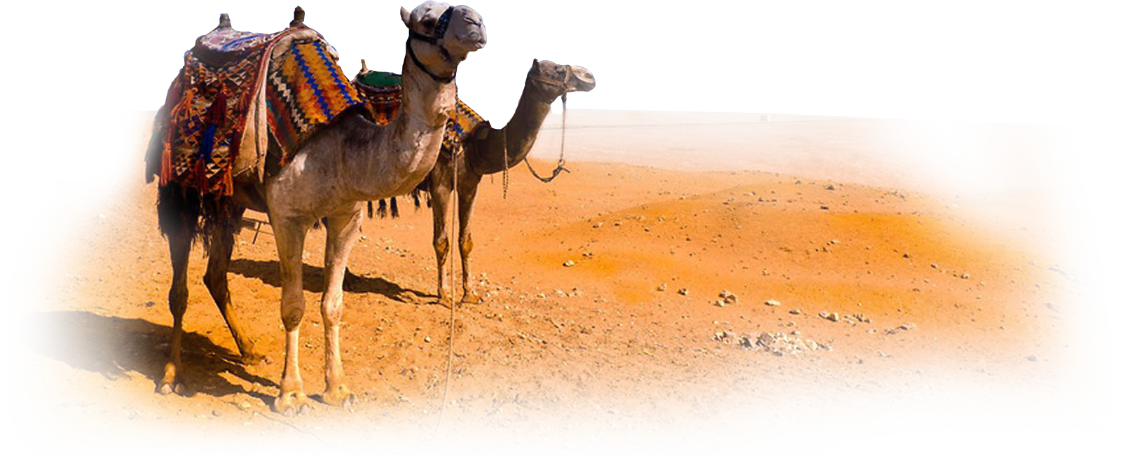 Camel Clipart Transparent PNG Image