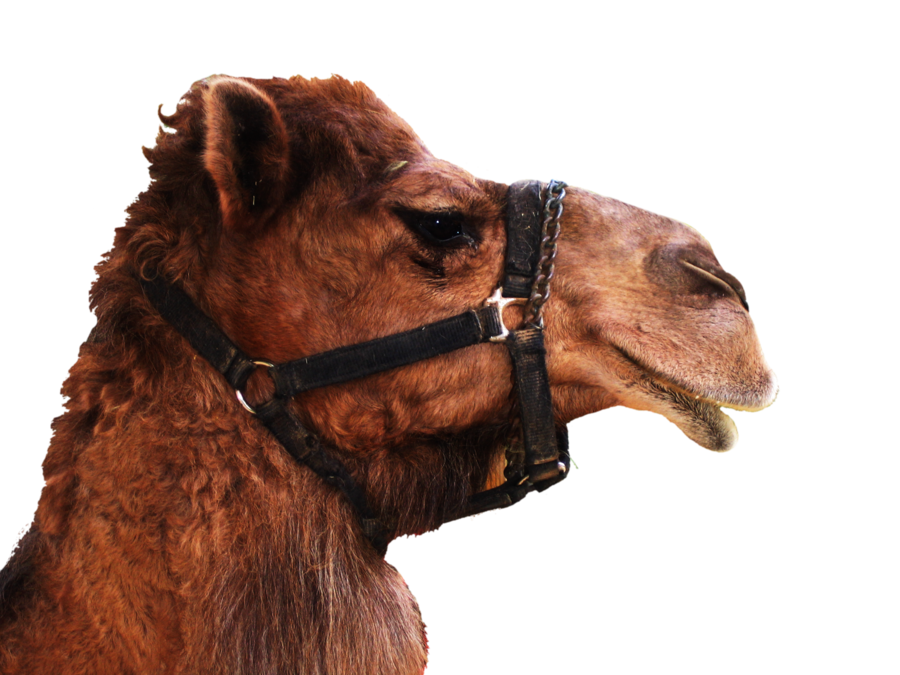 Camel Transparent Background Transparent PNG Image