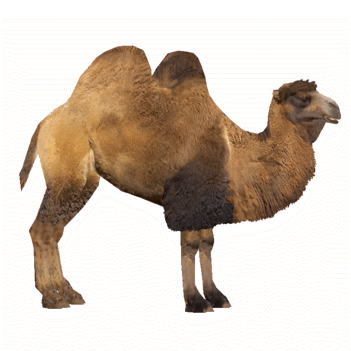 Camel File Transparent PNG Image