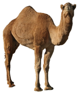 Camel Picture Transparent PNG Image